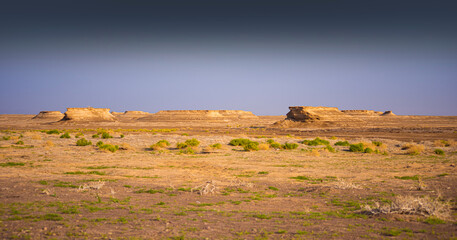 plants in the arabian desert
