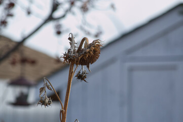 A Dried and Withered Sunflower