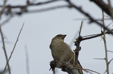 Obraz premium A Female House Sparrow in a Tree
