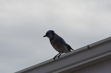 A Blue Jay on a Roof