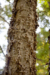 Various tree trunks shot along a hiking trail in Ontario.