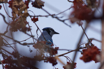 A Blue Jay in a Tree