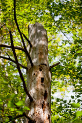 Various tree trunks shot along a hiking trail in Ontario.