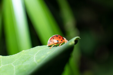 ladybug on green leaf