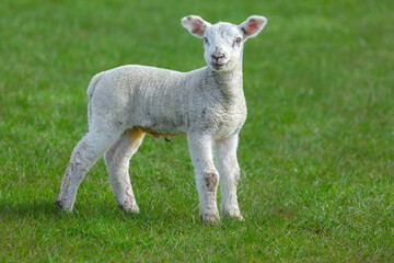 Naklejka na ściany i meble Close up of a newborn lamb with happy, smiley face in Springtime. Facing forward in green meadow. Yorkshire Dales, UK. Horizontal. Copy space.