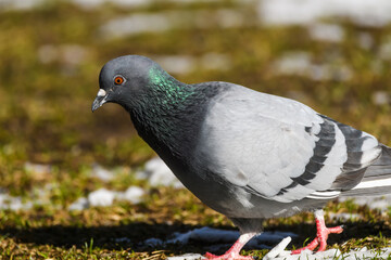 Domestic pigeon bird. Columba livia domestica.