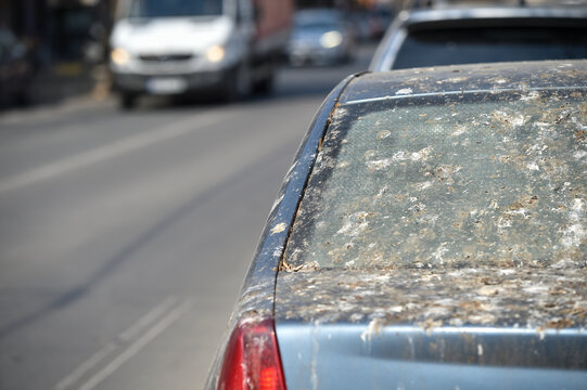 A car completely covered in bird poop