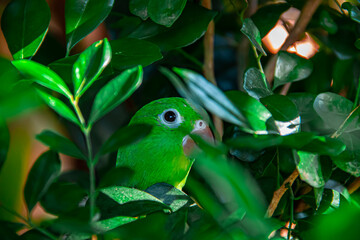 periquito-rico é uma espécie de periquito da família Psittacidae endêmica do Brasil (5)
