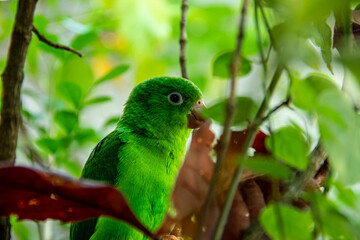 periquito-rico é uma espécie de periquito da família Psittacidae endêmica do Brasil (5)