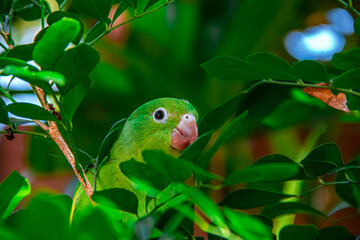 periquito-rico é uma espécie de periquito da família Psittacidae endêmica do Brasil (5)