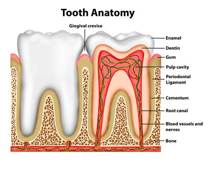 tooth anatomy illustration