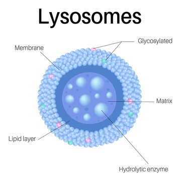 Lysosomes are membrane-enclosed organelles.