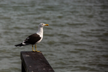 seagull on the pier