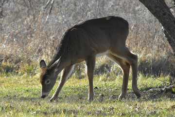Browsing doe in autumn sunlight