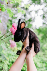 Adorable Live Easter Bunny Rabbit Held in Spring Flowers