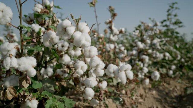 The cotton field is ready for harvesting. A mature bush of high-quality cotton, swaying in the wind. Agricultural industry.