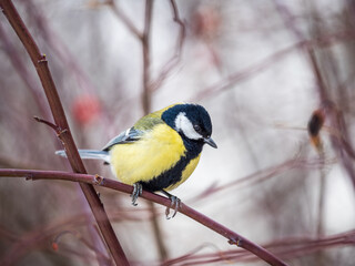 Cute bird Great tit, songbird sitting on a branch without leaves in the autumn or winter.