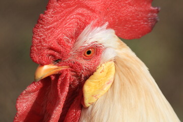 White rooster with a red crest free in the field.