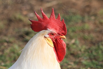 White rooster with a red crest free in the field.