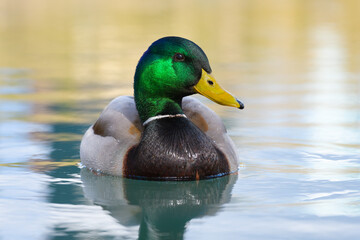 Eye level view of a male mallard duck with head turned in calm water