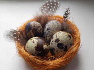 Easter quail eggs in the nest.