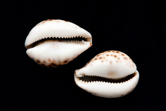 Two shells isolated on black background