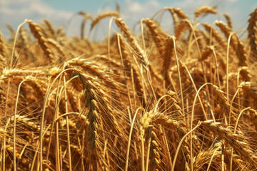 Wheat is the gold of the fields. Ripe spikelets of wheatclose-up. Wheat rises in price due to the war.