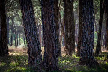Landscape of the National Park of Donana, Andalusia, Spain.