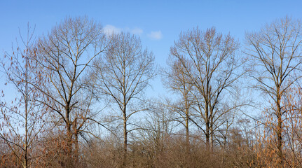 Trees without leafs in a city park during a sunny winter day.