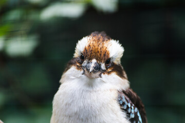 bird on a branch