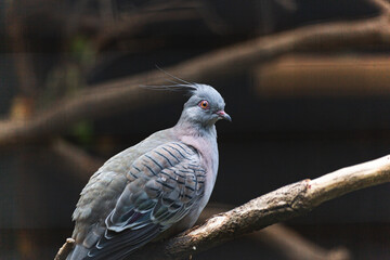 bird on a branch