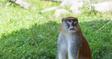 japanese macaque sitting on the grass