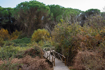 Landscape of the National Park of Donana, Andalusia, Spain.