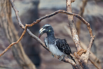 black bird on a branch