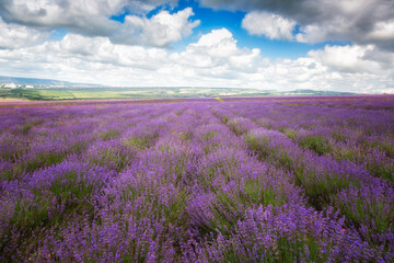 Big field of blooming lavender on a summer day under blue sky