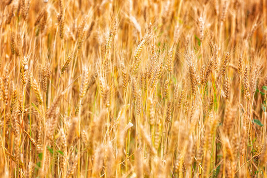 Ears of ripe wheat. Background for design