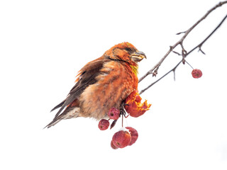 Red Crossbill male sitting on the tree branch and eats wild apple berries. Crossbill bird eats berries.