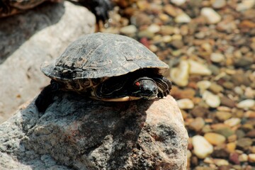 turtle on the rock