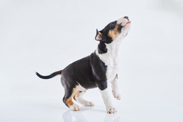 Adorable bull terrier puppy curious posing on studio white background. Miniature bullterrier boy.