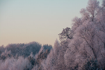 Japanese winter mood in the forest.