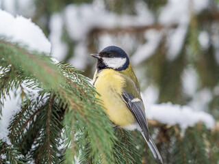 Cute bird Great tit, songbird sitting on the fir branch with snow in winter