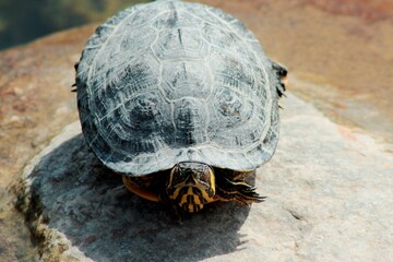 turtle on a rock