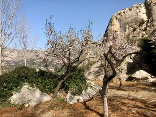 blossoming trees in the mountains