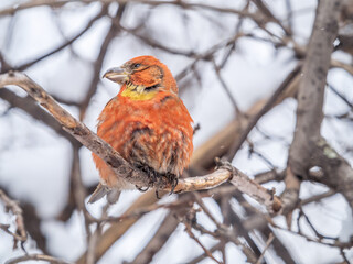 Red Crossbill male sitting on the tree branch and eats wild apple berries. Crossbill bird eats berries.