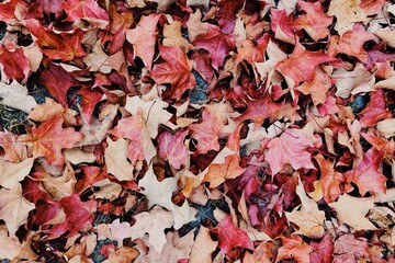 leaf background drawing travel wall beauty tropical autumn  garden red colorful decorative nature tree