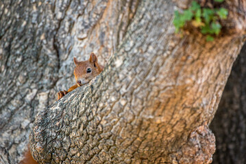 Eichhörnchen im Baum