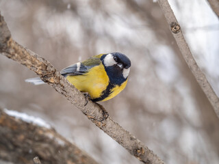 Cute bird Great tit, songbird sitting on a branch without leaves in the autumn or winter.