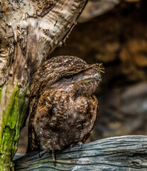 Tawny Frogmouth