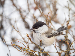 Cute bird the willow tit, song bird sitting on a branch without leaves in the winter.