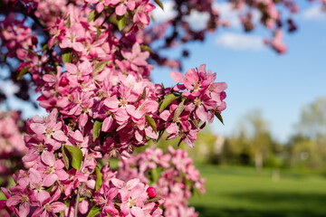 Pink blooming tree in the park against blue sky. Spring background.